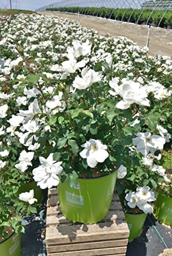 Knock Out Roses - Rosa White Knock Out (Rose) Rose, white flowers, #3 - Size Container