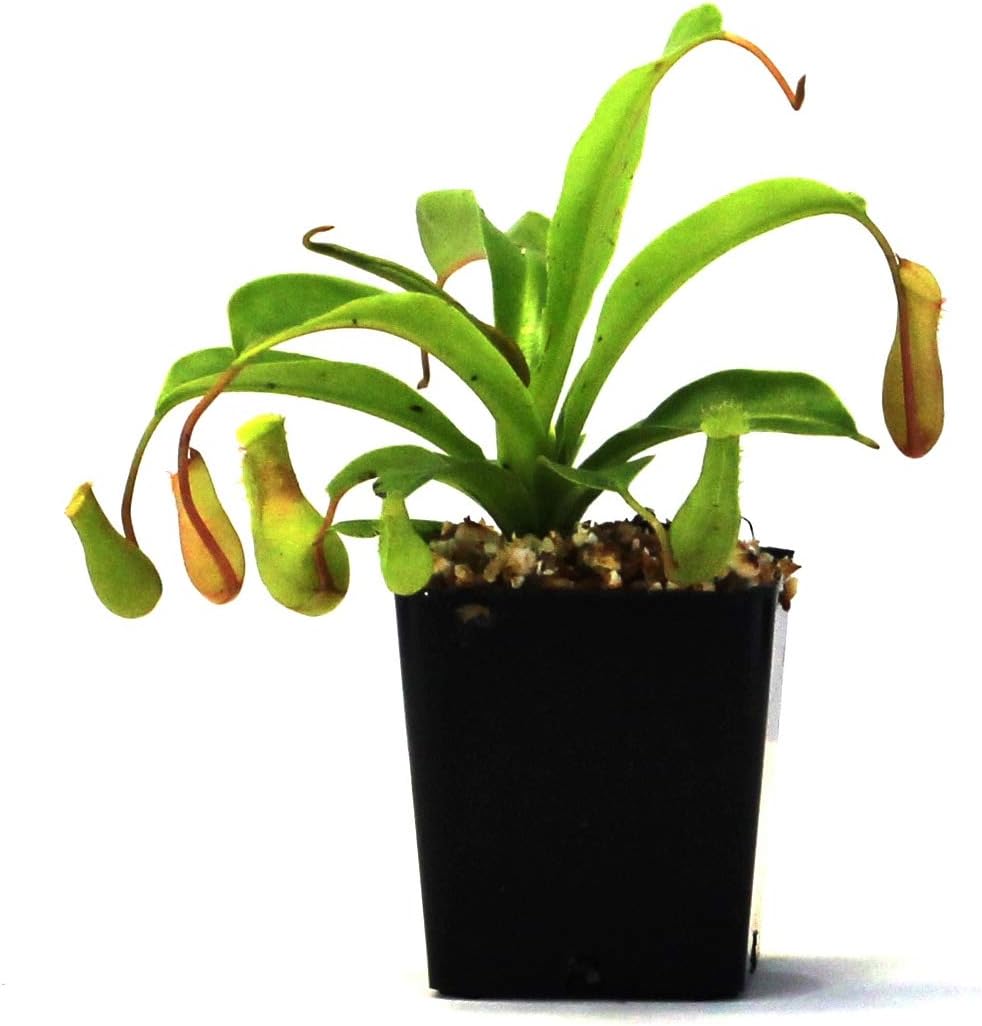 Nepenthes 'Alata' Pitcher Plant
