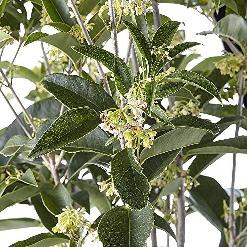 Osmanthus 7 Gal. Tea Olive Osmanthus Shrub