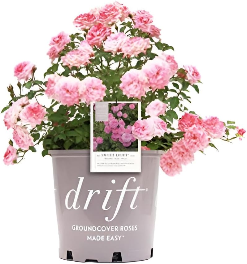 Drift Roses - Rosa Peach Drift (Rose) Rose, double peach flowers, #2 - Size Container