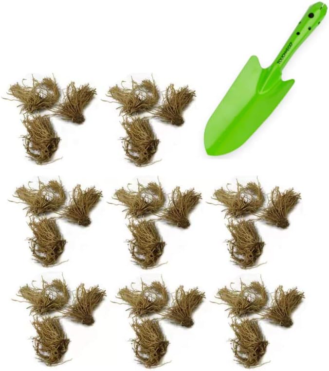 Great Deal - Ultimate Hosta Garden Collection 6-Pack of Bare Roots Hardy Mixed Heart-Shaped Hosta Rich Green Foliage, Low Maintenance