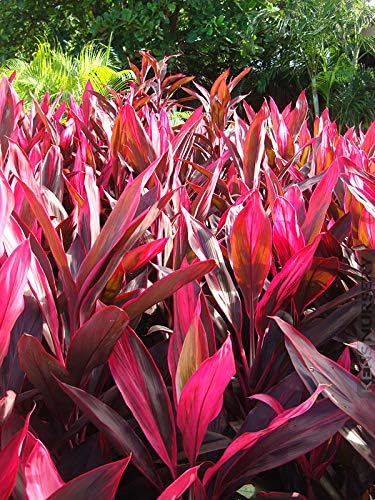 HAWAIIAN RED TI LEAF PLANT 2 LOGS ~ GROW HAWAII
