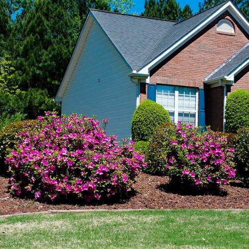 Brighter Blooms - Autumn Royalty® Encore® Azalea, 1 Gallon - No Shipping to AK, AZ, HI