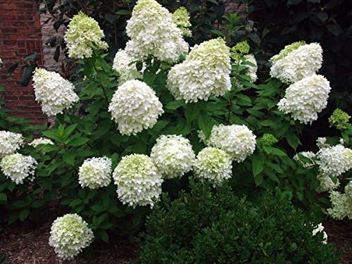 Unique Hydrangea Paniculata - Live Plant Shipped 2 Feet Tall by DAS Farms