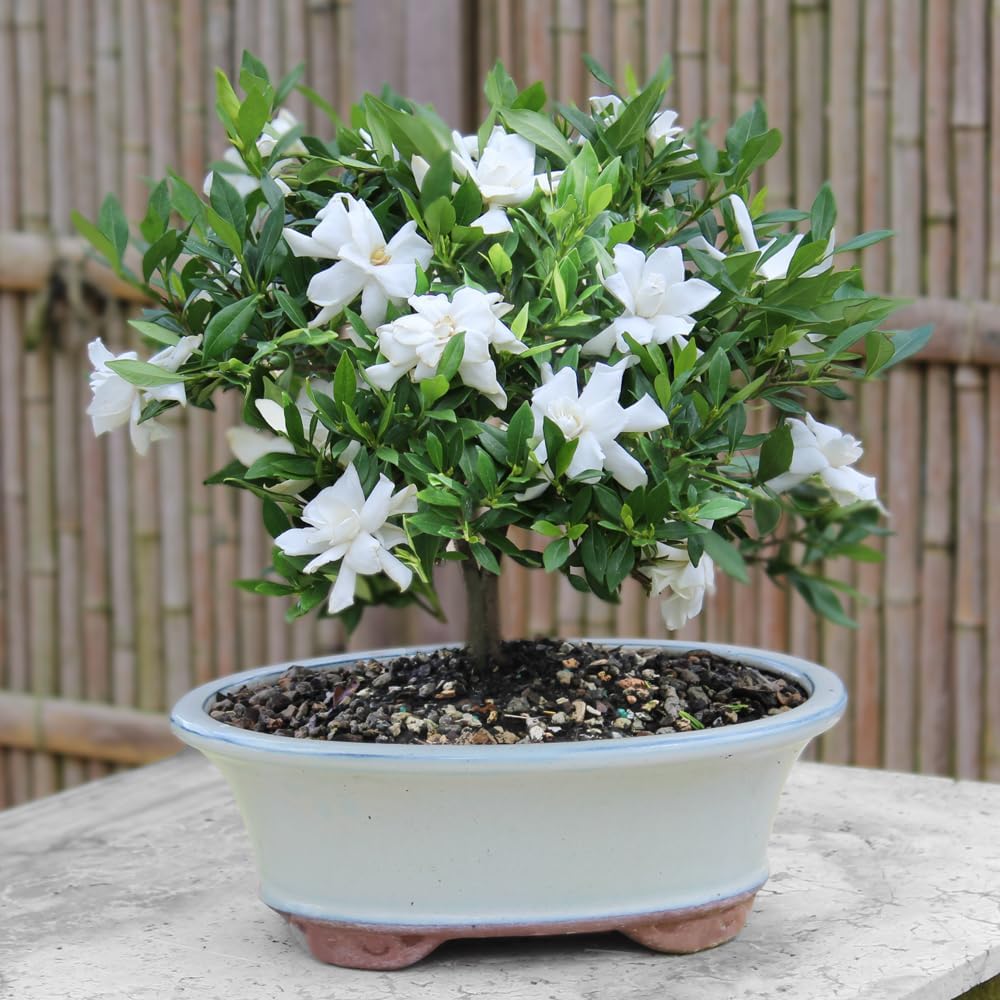 Brussel's Live Gardenia Outdoor Bonsai Tree - 6 Years Old, 10" to 14" Tall with Decorative Container | Live Bonsai Tree, Gardenia, Outdoor, 6-Year Old