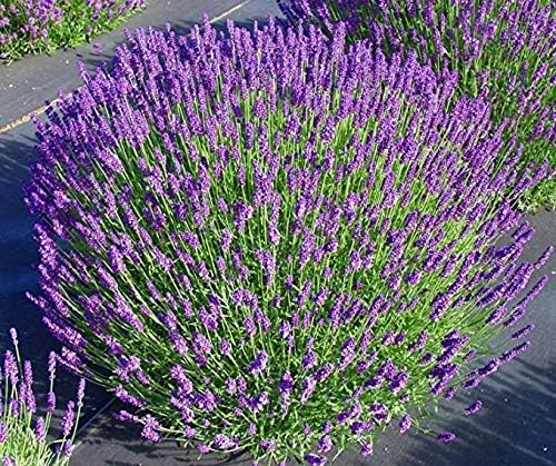 L+ Hidcote Blue Lavender — 4 Live Plants in 4" Pots — Deep Purple-Blue Flowers — Fragrant, Bee-Friendly, Drought & Deer Resistant Perennial — Zones 5–9, Cut Flower & Sachet