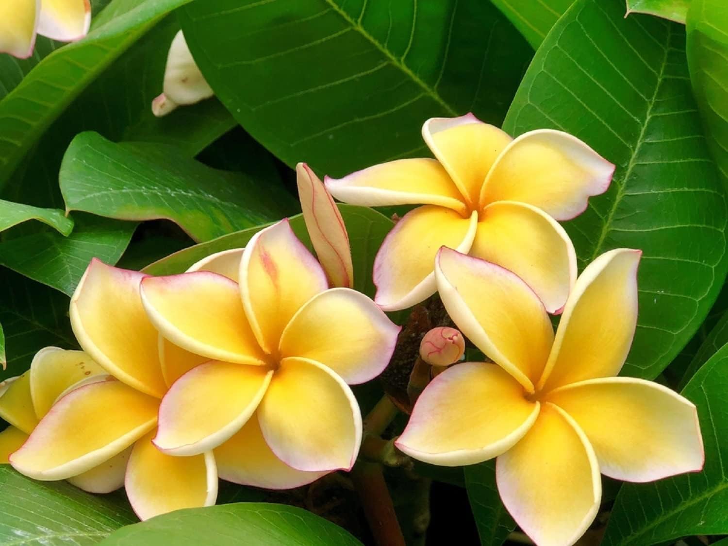 GROW HAWAII- HAWAIIAN YELLOW PLUMERIA PLANT CUTTING.