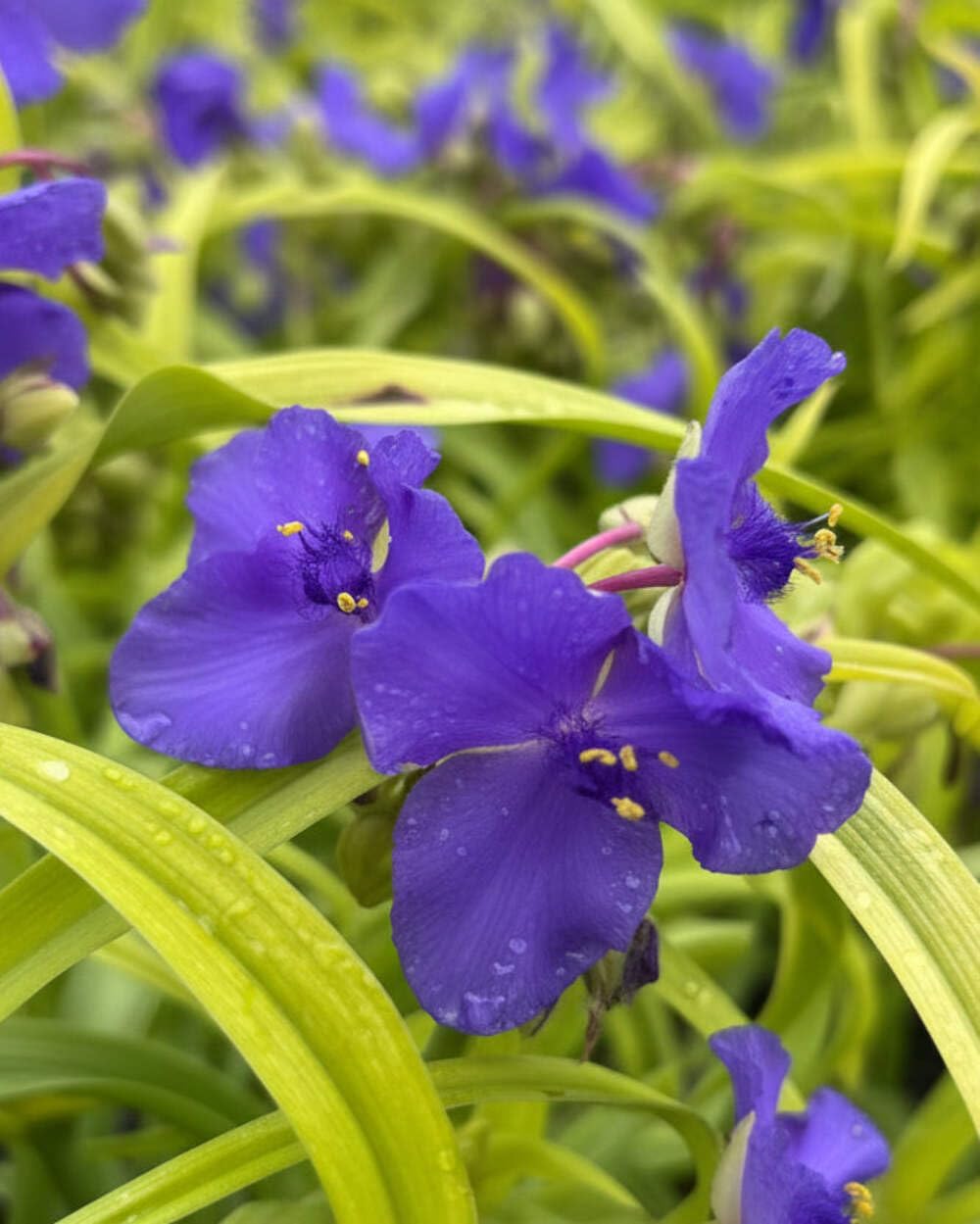 Perennial Farm Marketplace Tradescantia andersoniana 'Sweet Kate' (Spiderwort) Perennial, Size-#1 Container, Brilliant Gentian Blue Flowers