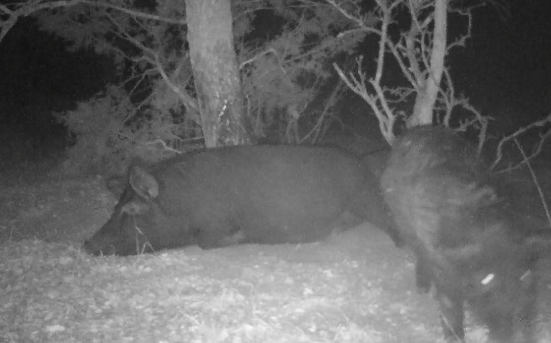 Pig Oil - Wild Hog Attractant - Long Lasting Hog Hunting Lure for attracting and harvesting Feral Hogs Around Your Feeder or Stand
