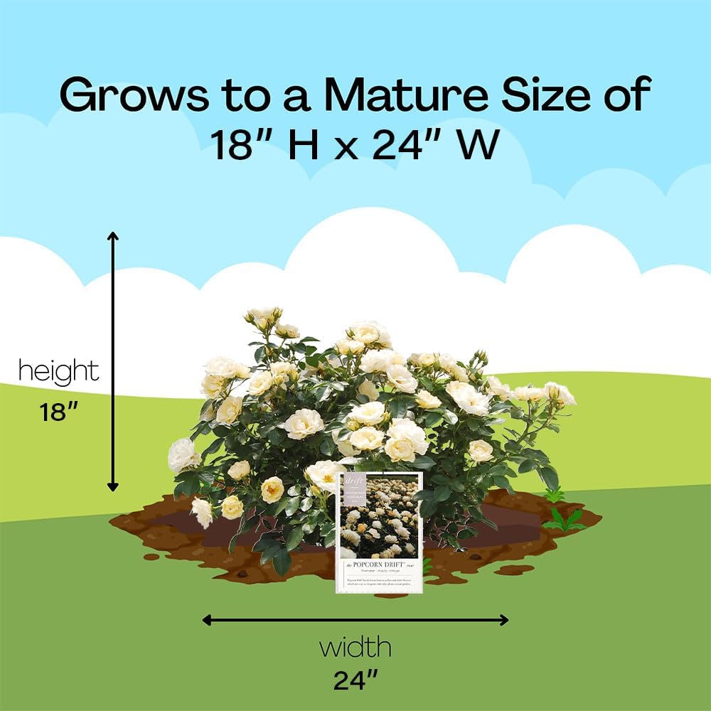 Drift 2 Gal. Popcorn Rose Shrub