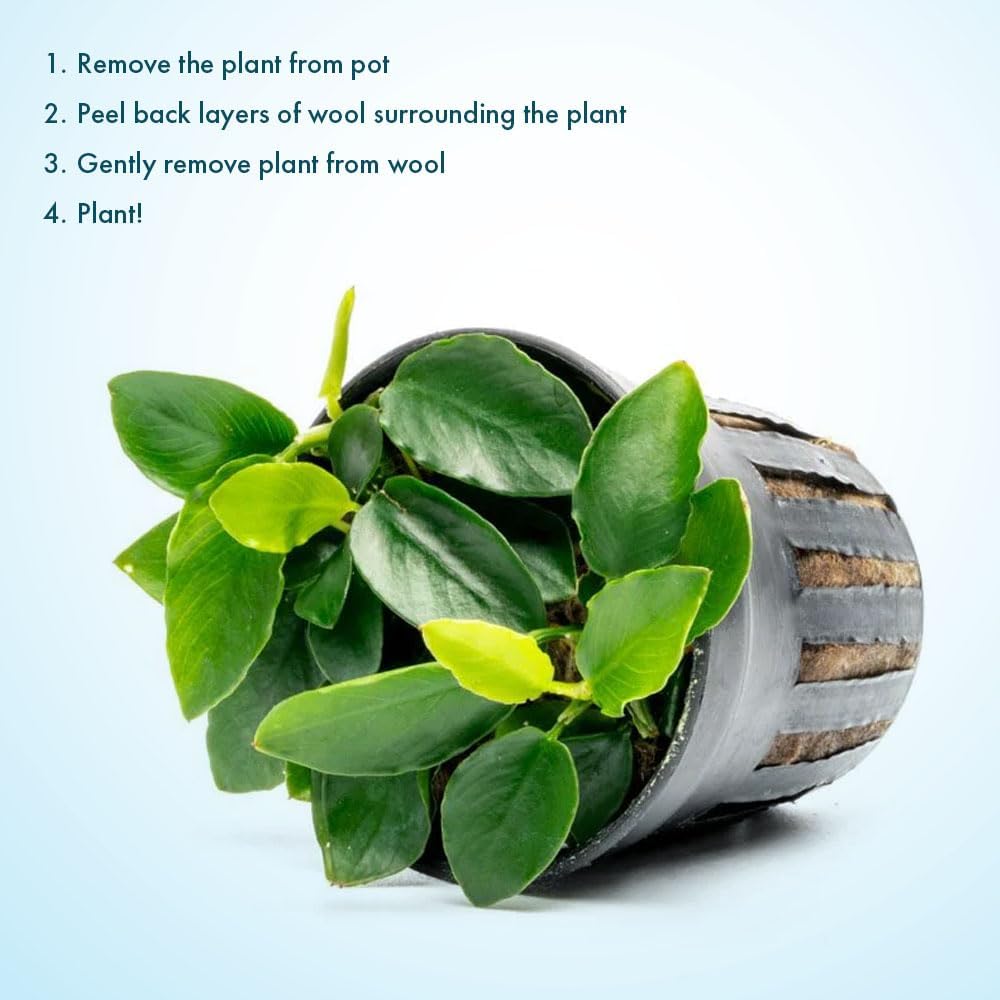 Anubias Nana Live Aquarium Plants - Potted Freshwater Plant for Fish Tanks, Terrariums - Beginner Friendly Low Light (1 Pot)