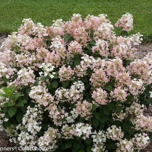 Proven Winners - Hydrangea pan. Little Quick Fire (Panicle Hydrangea) Shrub, White to Pink Flowers, #3 - Size Container