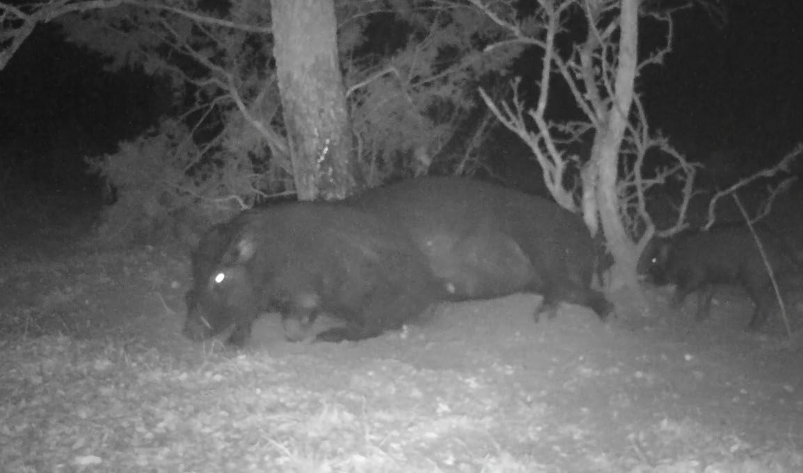 Pig Oil - Wild Hog Attractant - Long Lasting Hog Hunting Lure for attracting and harvesting Feral Hogs Around Your Feeder or Stand