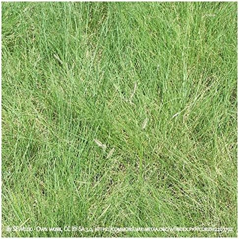1000 Blue Grama Native Grass Seeds - Gold Vault Jumbo Seed Packet
