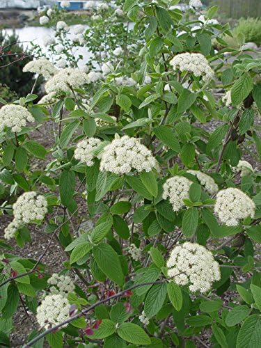 Viburnum p. t. 'Mariesii' (Doublefile Viburnum) Shrub, white flowers, #3 - Size Container