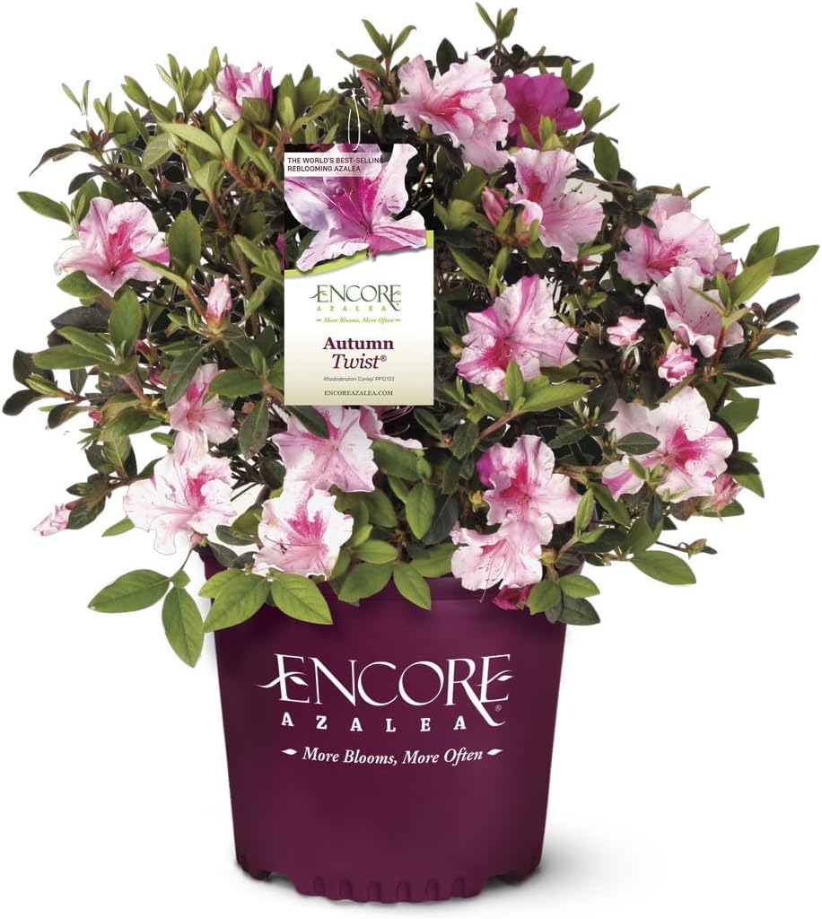 Encore Azalea Autumn Twist (2 Gallon) Pink Flowering Shrub Alive/Full Sun Live Outdoor Plant/Evergreen Plants Purple Pink Flowering Shrub - Full Sun