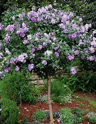 Brighter Blooms - Lavender Rose of Sharon Althea Tree, 4-5 ft. - No Shipping to AK, AZ, CA, HI, OR