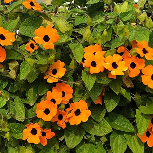 Outsidepride Sunrise Orange Thunbergia Black Eyed Susan Seeds - 100 Pcs Annual, Climbing Vine Flower Seeds for Planting Orange Blooms for Low Maintenance Gardens, Containers, Trellis & Fences