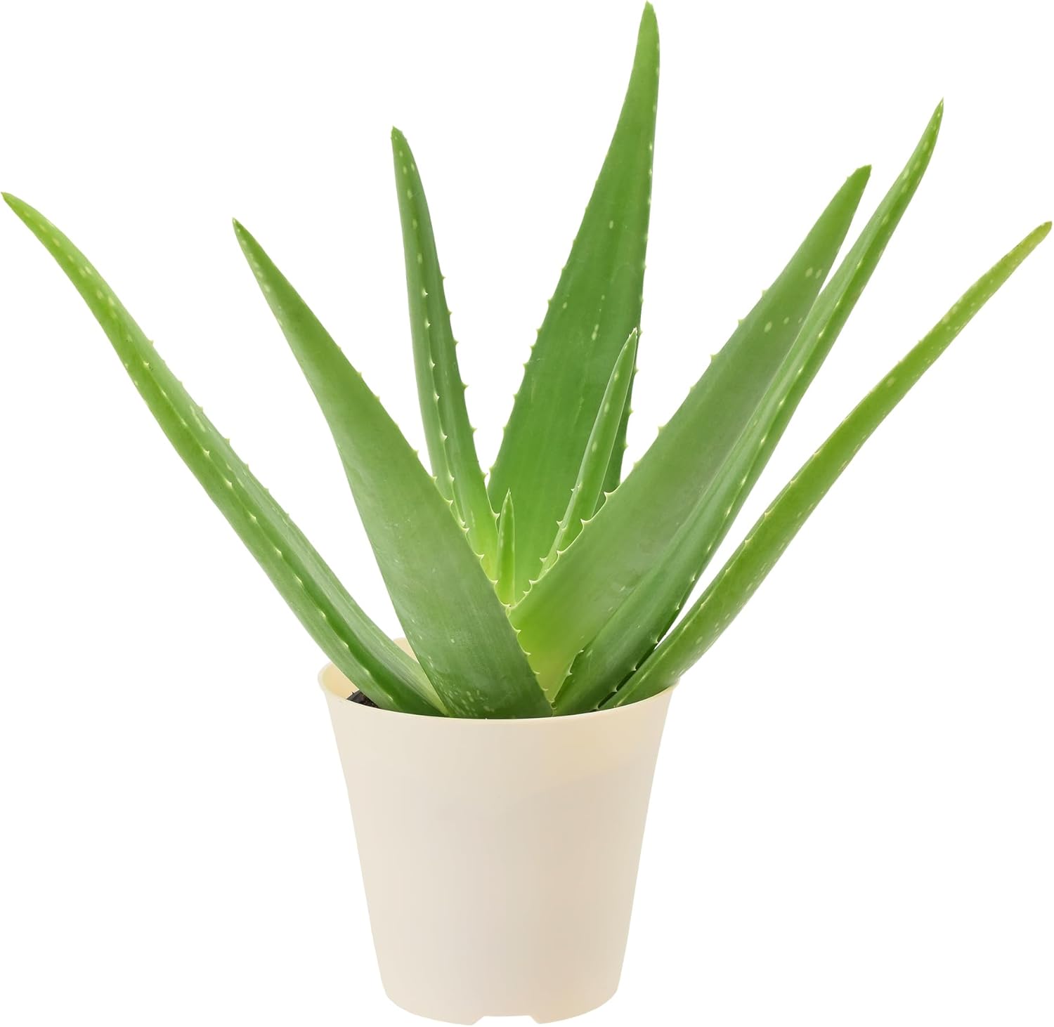 Arcadia Garden Products Live Aloe Vera Succulent Easy Indoor Houseplant in Plastic Pot, Air Purifying Ornamental Plant Gift for Home and Garden Decor