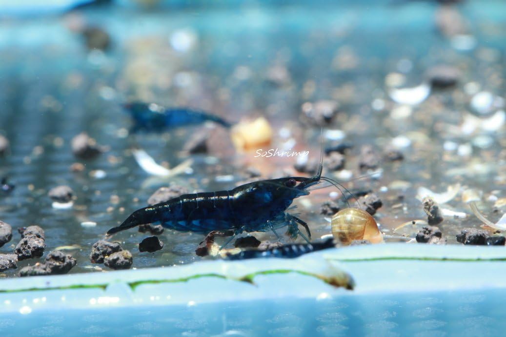 Live Freshwater Aquarium Shrimp - Neocaridina (Red Cherry, 5 Pack)