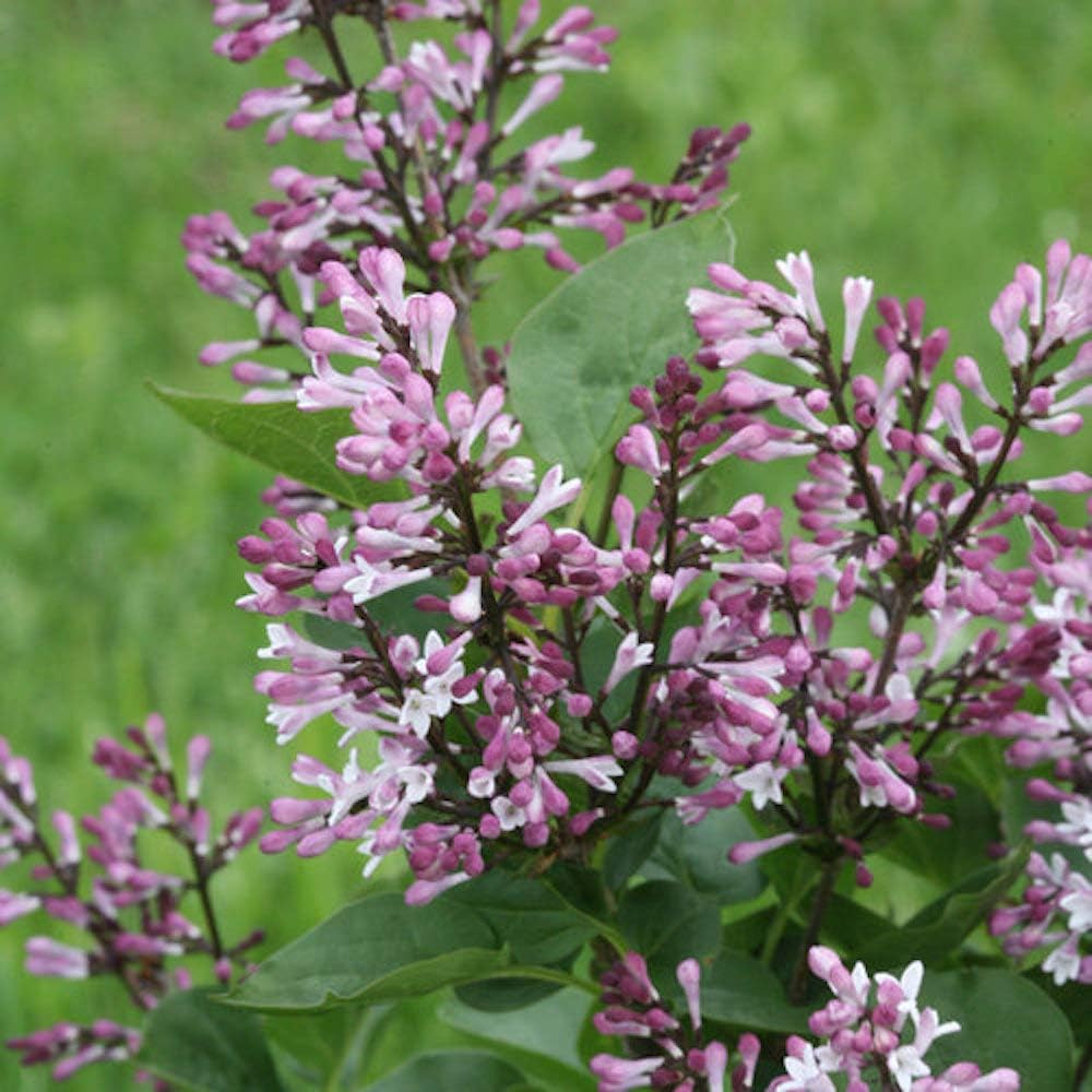 Baby Kim™ Lilac - Syringa x - 4" Pot