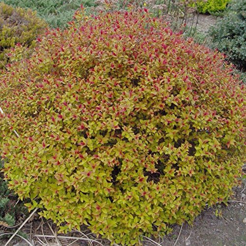 Proven Winners - Spiraea jap. Double Play Gold (Spirea) Shrub, , #3 - Size Container