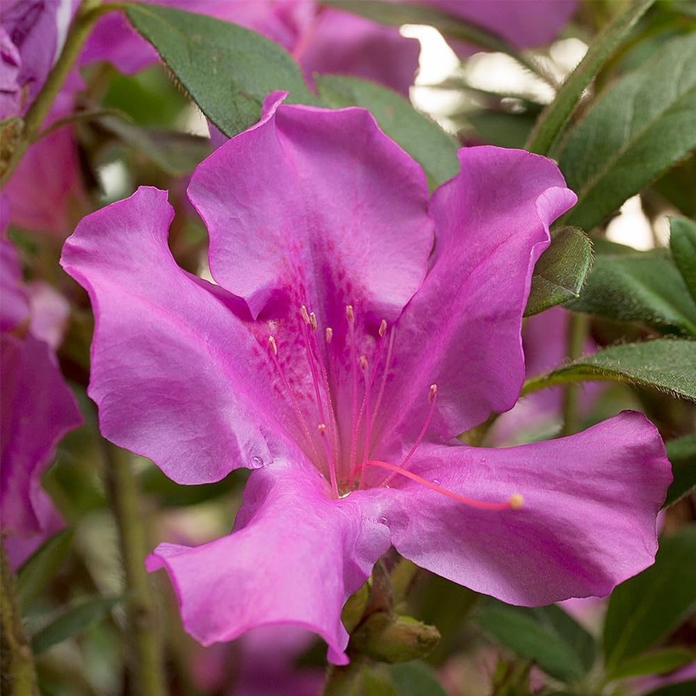 Encore Azalea Autumn Royalty (1 Gallon) Azalea of THE Year Purple Flowering Shrub - Full Sun Live Outdoor Rhododendron Plants