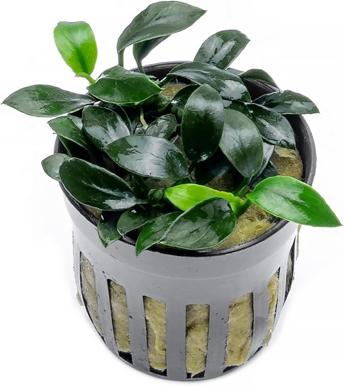 Anubias Nana Live Aquarium Plants - Potted Freshwater Plant for Fish Tanks, Terrariums - Beginner Friendly Low Light (1 Pot)
