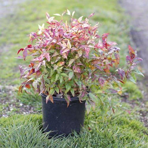 Nandina 'Firepower' Size: 1 Gallon - Live Potted Plants - Nandina domestica 'Fir