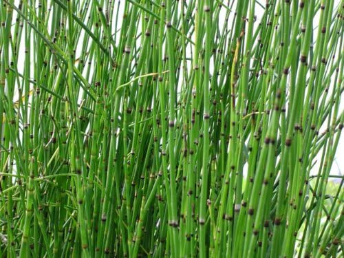 2 Horsetail Grass in 4 Inch Pots (2 Four Inch Pots with The Grass 3-6 Canes) in Each Pot