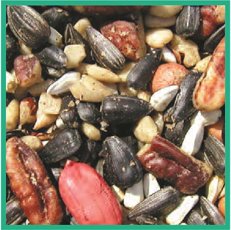 Cole's SF20 Special Feeder Bird Seed, 20-Pound