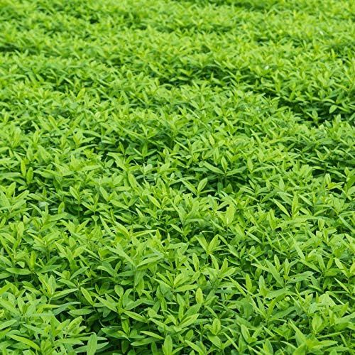 Mountain Valley Seed Co No-Till Garden Farm and Garden Cover Crop Mix Seeds | 5 Lbs - Blend of Gardening Cover Crop Seeds: Hairy Vetch, Daikon Radish, Forage Collards, Triticale, More