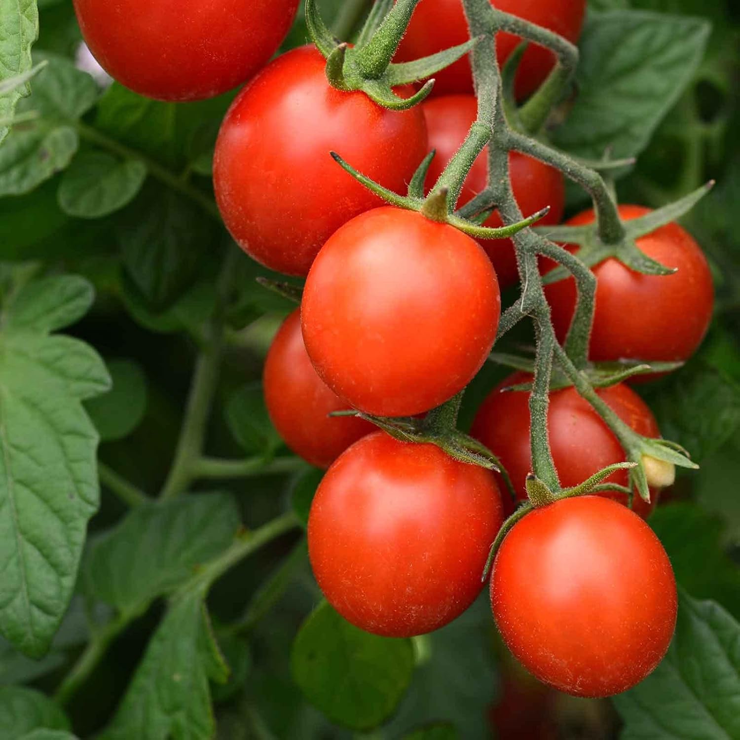 Eden Brothers Tomato Seeds - Persimmon Non-GMO Seeds for Planting, 1 oz | Low-Maintenance Vegetable Seeds, Plant During Warm Season, Zones 10, 3, 4, 5, 6, 7, 8, 9