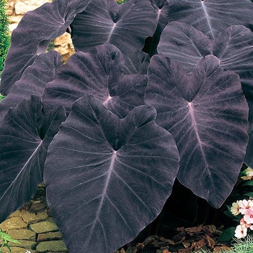 4 Black Magic Elephant Ears - 4 inch Containers (4 Pots of Plants) Do not Order in Extreme temperatures, hot or Cold