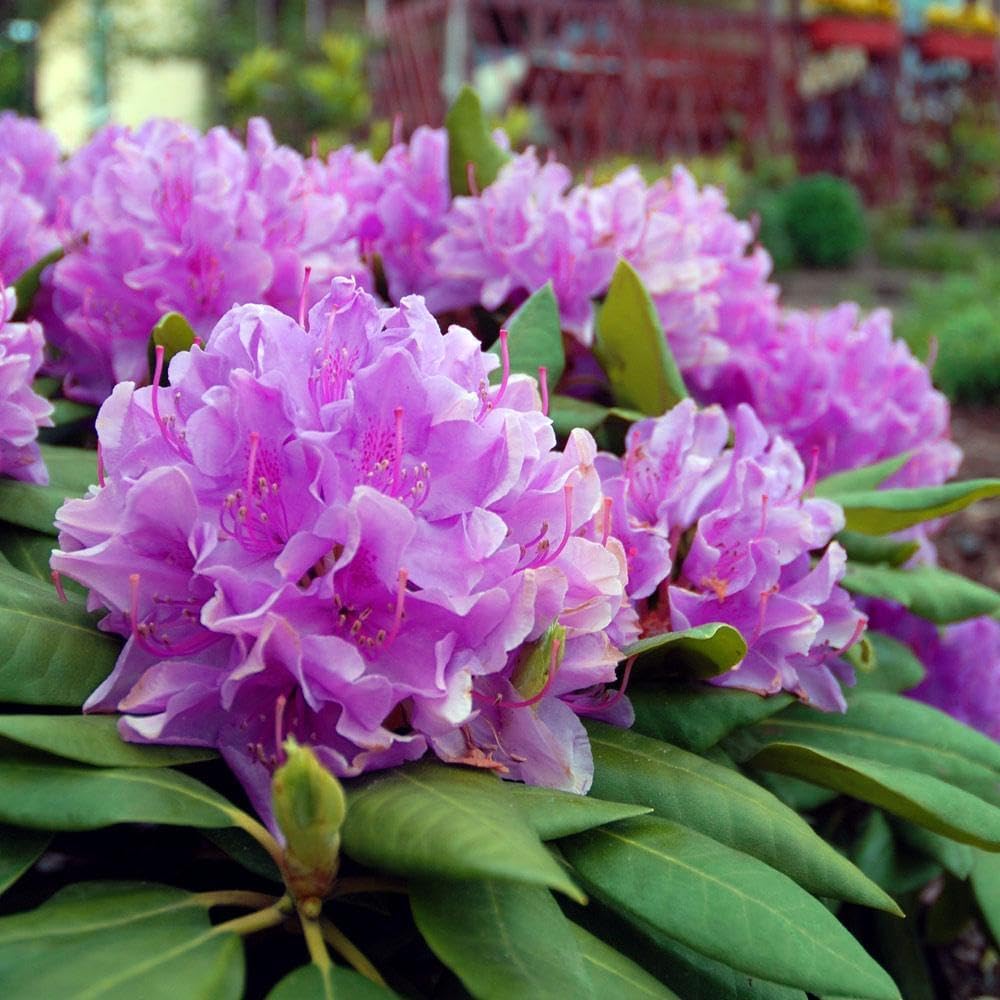Brighter Blooms - Lavender Rhododendron Shrub, 1 Gallon - No Shipping to AK, AZ, HI