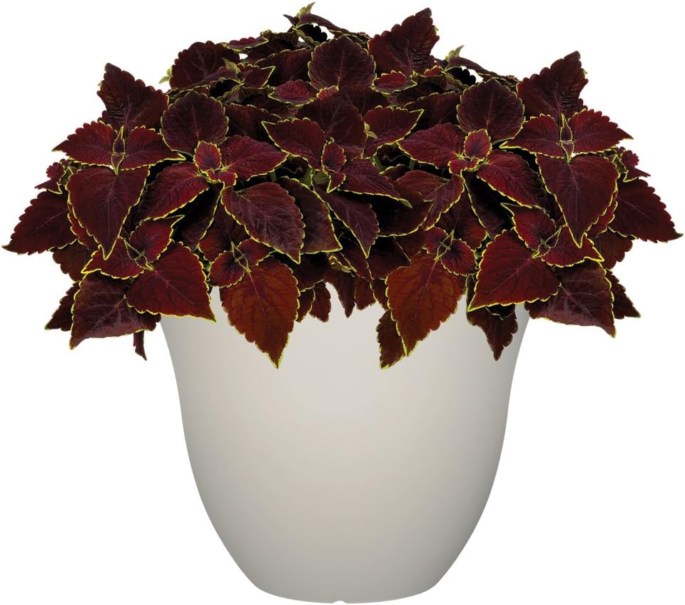 15" Honeysuckle Planter in Grained Beige