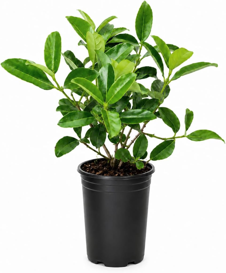 Viburnum Odoratissimum | 20 Live Plants | Fast Growing Shrub, Dense Evergreen Foliage, Fragrant White Flowers, Privacy Hedge, Low Maintenance, Drought Tolerant, Year-Round Interest