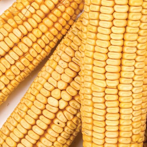 Wild Delight Corn on The Cob, 20 lb