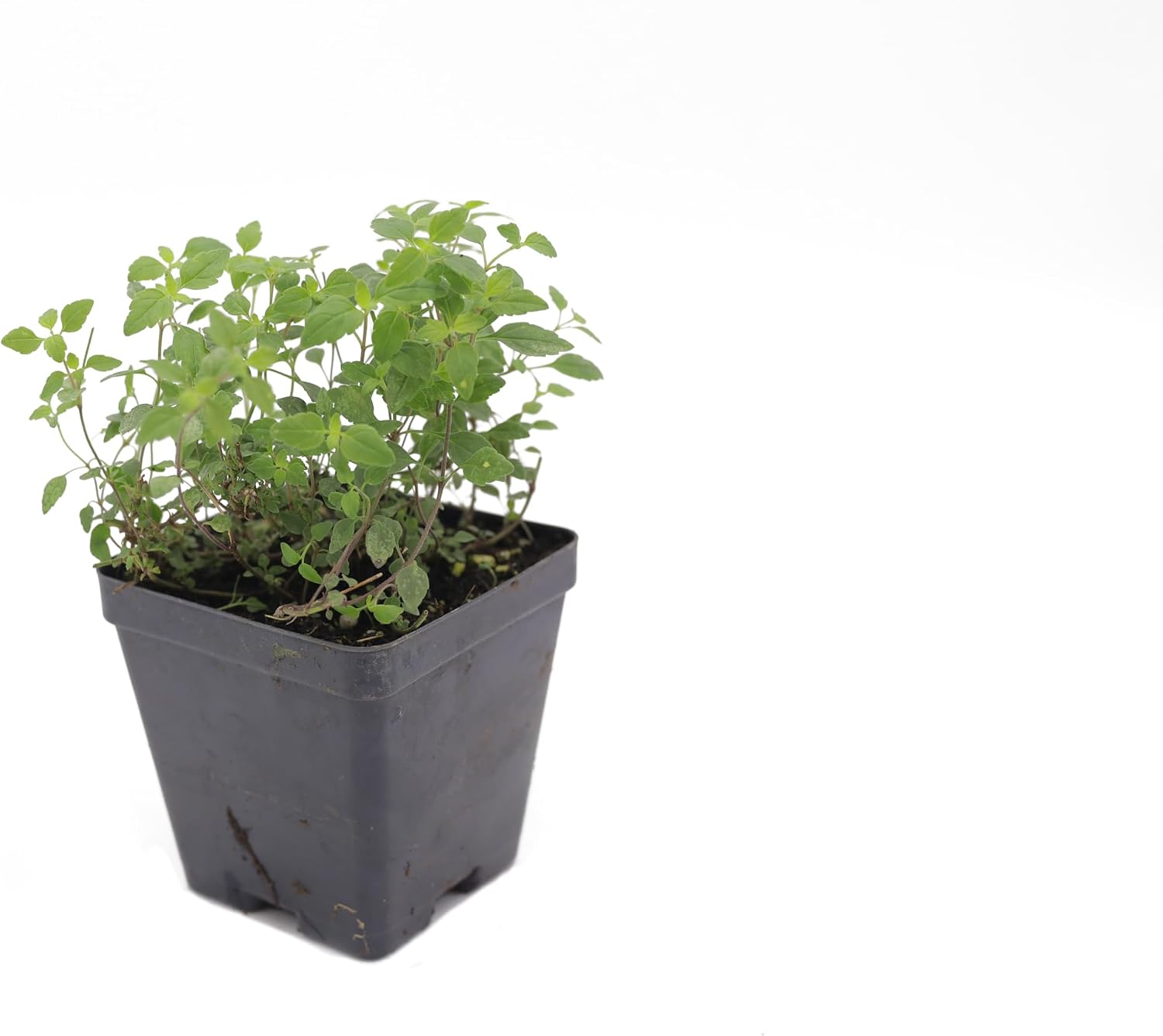 Live Ground-Cover Plants - Pachysandra Terminalis + Japanese Spurge - [Qty: 25 Bare Roots] - (Click for Other Available Plants/Quantities)
