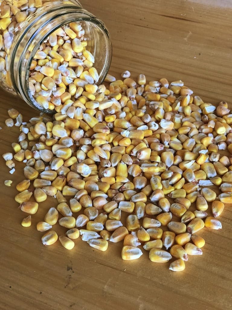 Ernst Grain & Livestock Whole Corn – Perfect Feed for Deer, Squirrels, Chickens, Ducks, Rabbits, Geese, and More! (46 Pound)