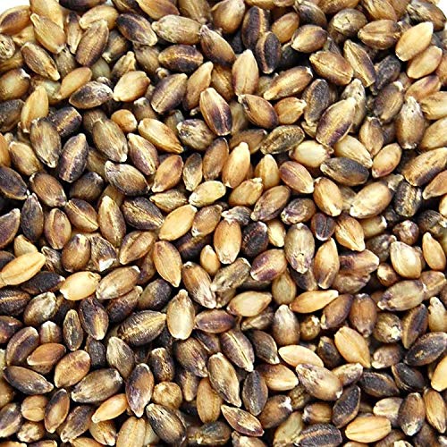 Handy Pantry Purple Barley Seeds - Certified Organic - 35 Lb Bucket | Also Called Black Barley - No Hull - For Barleygrass, Grind for Flour, Food Storage, Soups & More