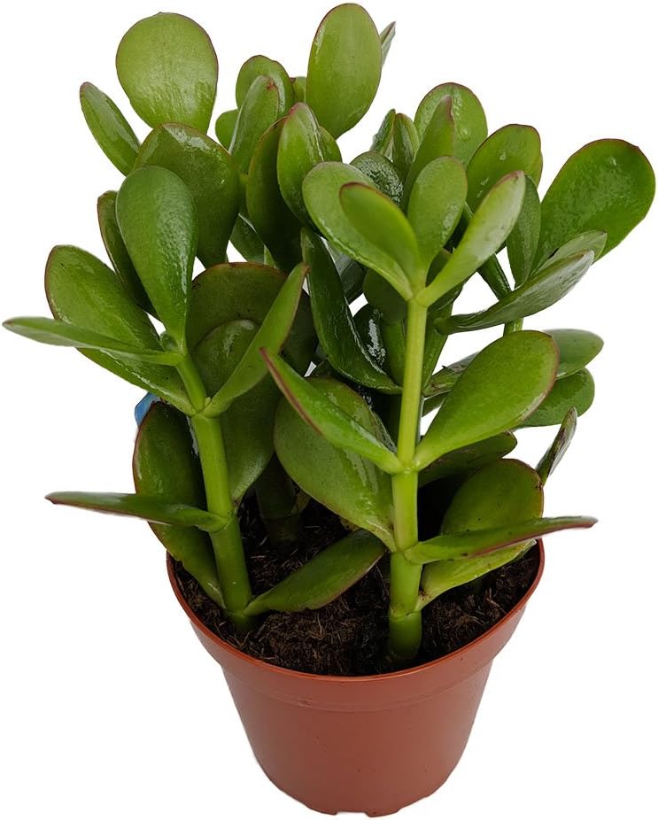 Sunset Jade Plant - Crassula - Easy to Grow House Plant - 4" Pot