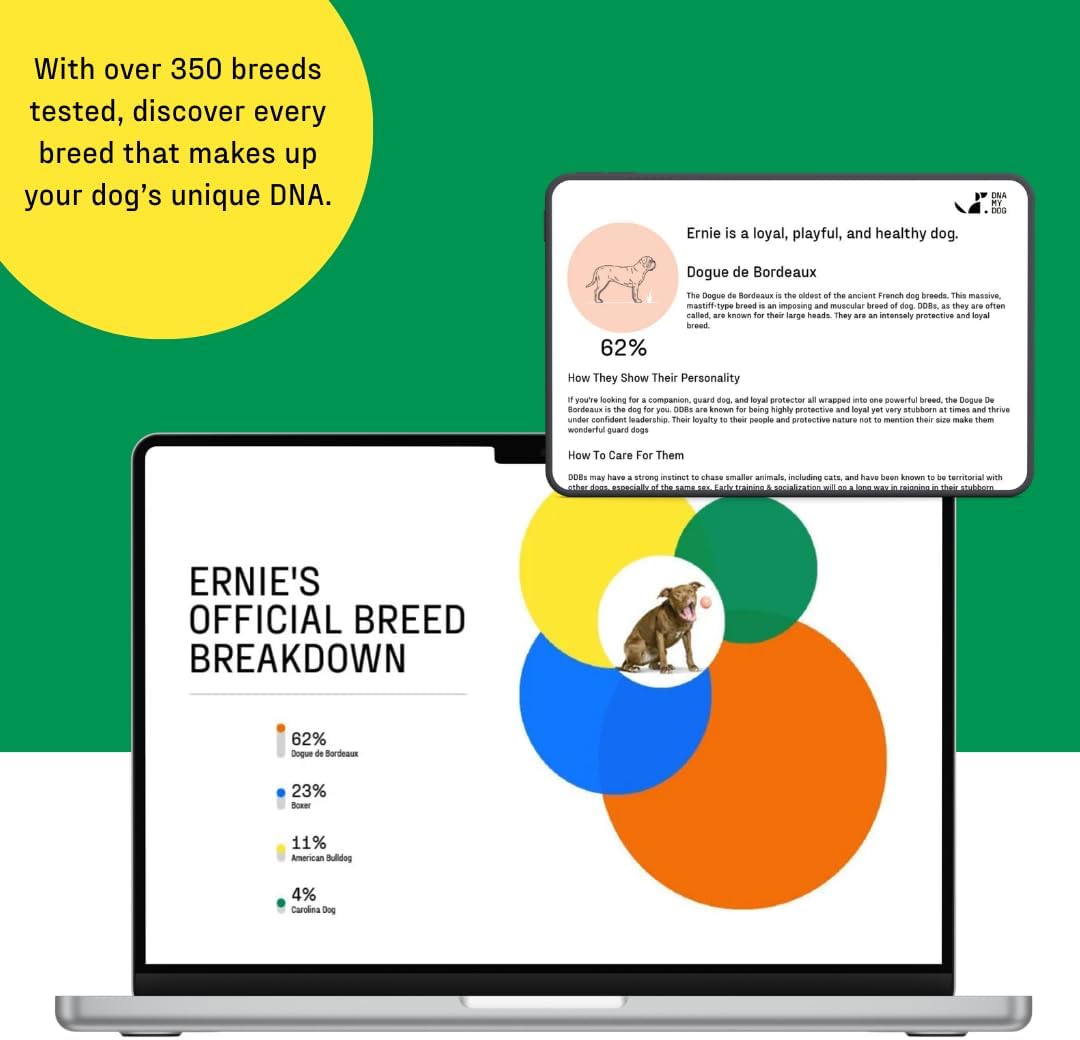 DNA MY DOG - Dog DNA Test Kit | 350+ Breeds Identified | 99%+ Accuracy | Allergy Risk Score | Personality & Behavior Insights | Results in 2-3 Weeks |