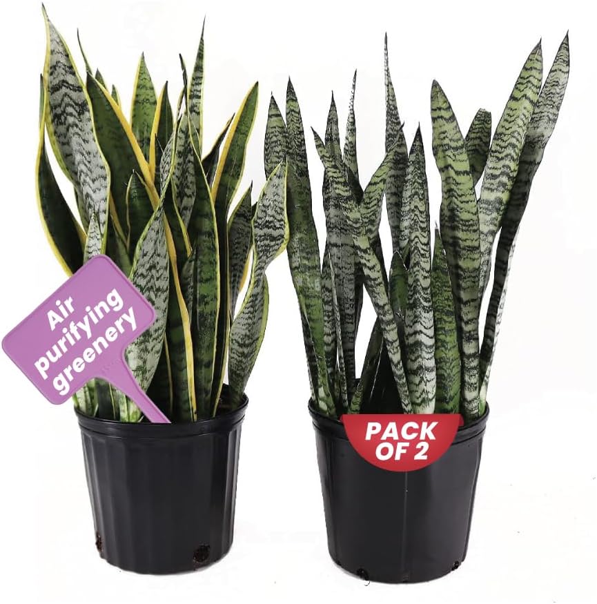 American Plant Exchange Snake Plant – Medium 6-Inch Pot Yellow Sansevieria Trifasciata, Drought-Tolerant, Air-Purifying Live Houseplant for Home