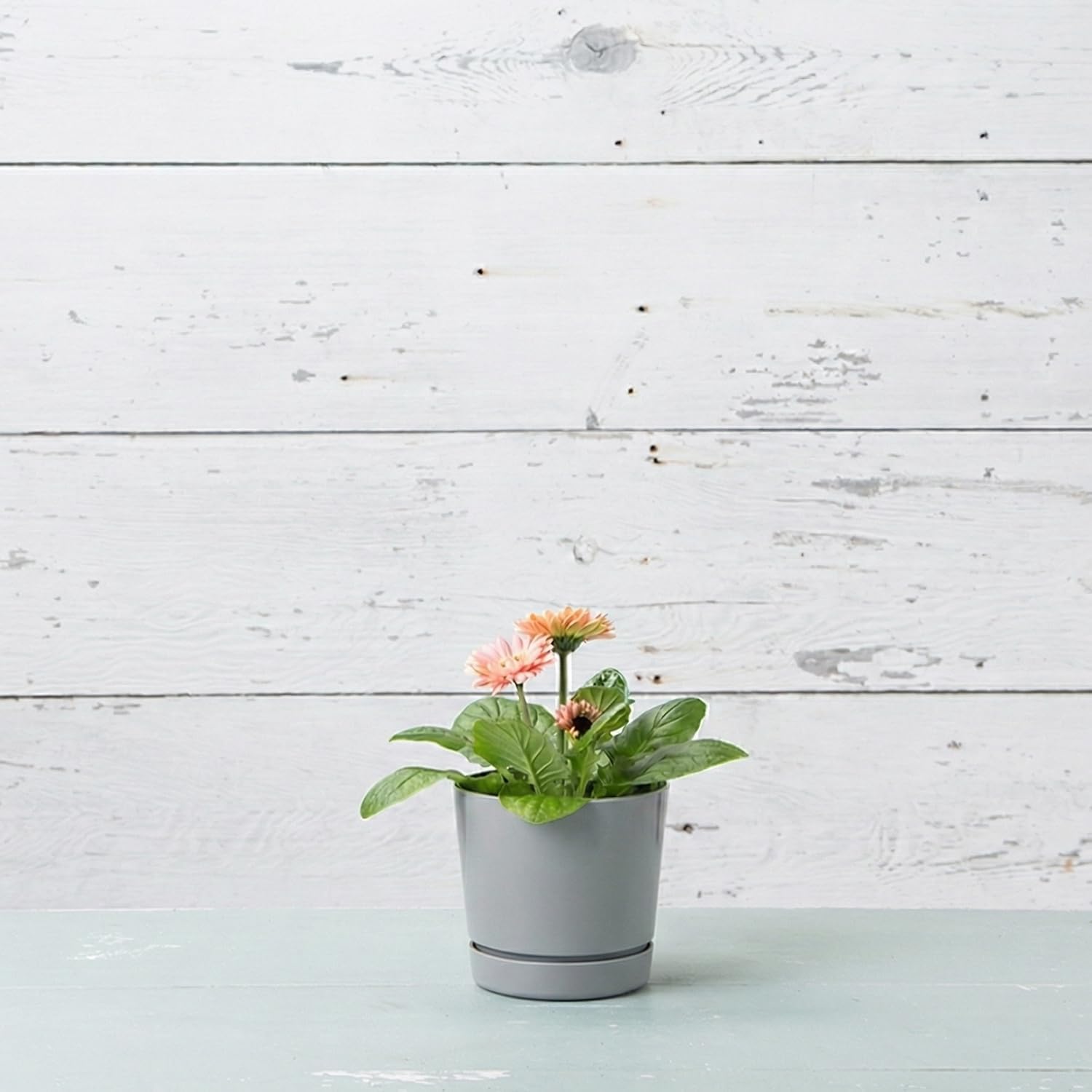 Novelty Majestic Full Depth Round Cylinder Pot, Glossy White, 8-Inch (10082)