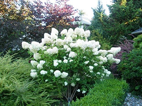 Unique Hydrangea Paniculata - Live Plant Shipped 2 Feet Tall by DAS Farms