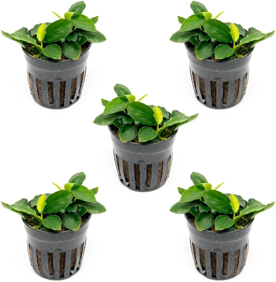Anubias Nana Live Aquarium Plants - Potted Freshwater Plant for Fish Tanks, Terrariums - Beginner Friendly Low Light (1 Pot)