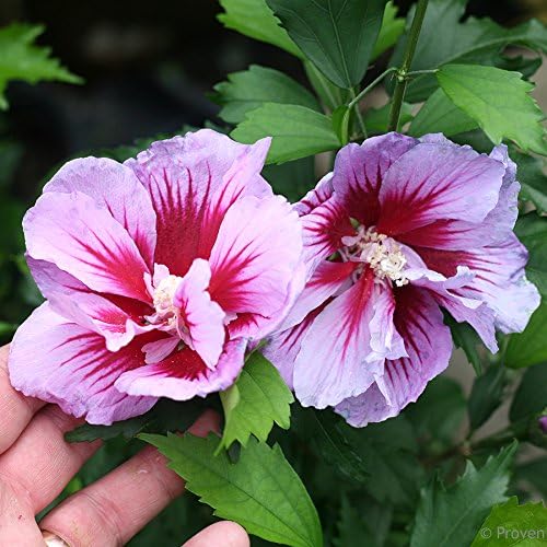 Purple Pillar® Hibiscus - 4" Pot - Rose of Sharon - Proven Winners