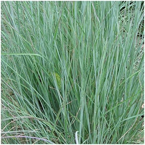 1000 Little Bluestem Native Grass Seeds - Gold Vault Jumbo Seed Packet