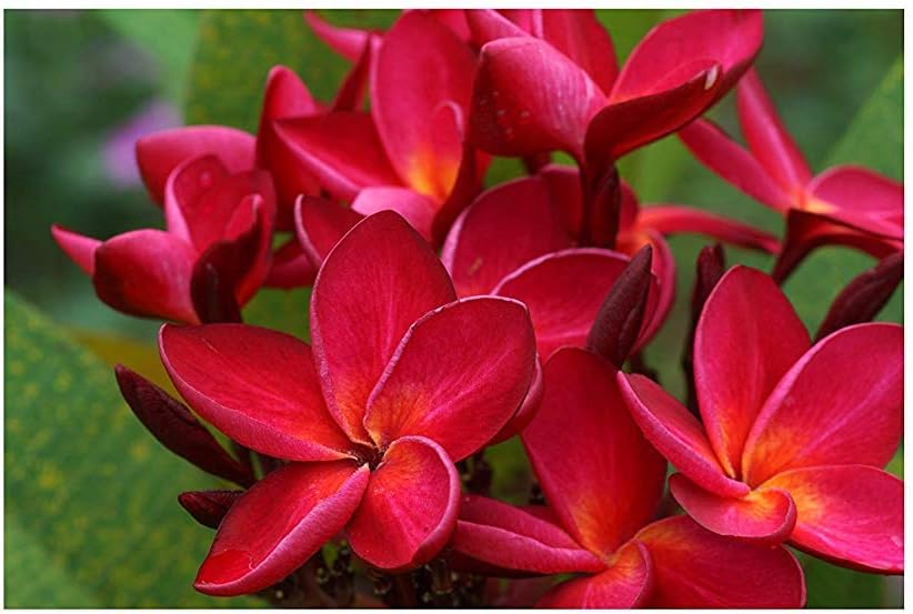 Hawaiian White Plumeria Plant Cutting - Live 10"